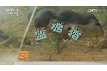 蓝塘猪 20160912