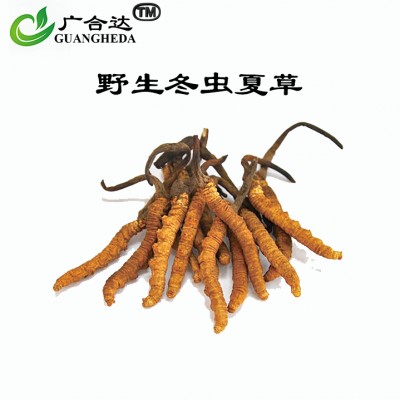 冬虫夏草（4个1g）
