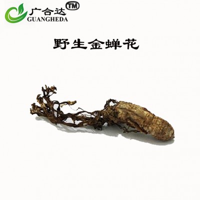 金蝉花（大虫草）