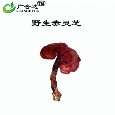 赤灵芝