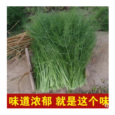 4斤装 农产品新鲜蔬菜 茴香菜新鲜 小茴香苗 茴香 现割现卖农家菜