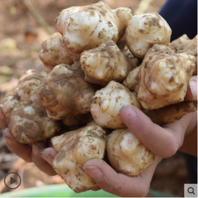 新鲜洋姜野生鬼子姜不辣农家蔬菜酱菜腌菜泡菜甜阳姜菊芋现挖包邮