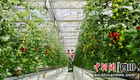 现代农业风生水起。 现代农业风生水起。